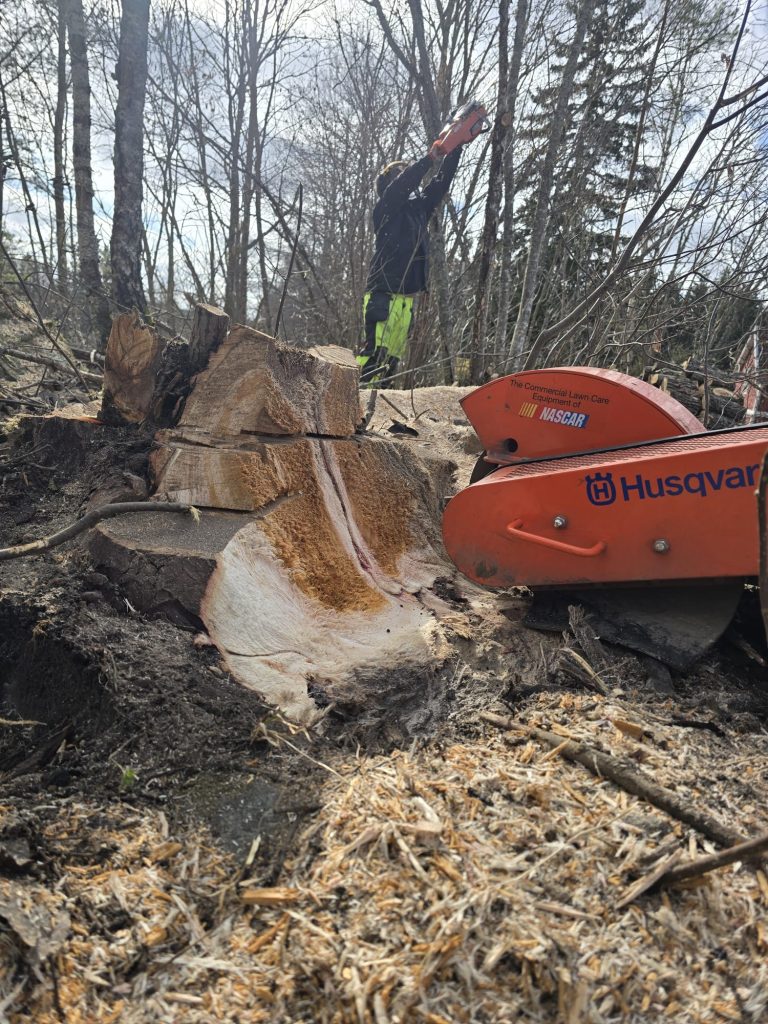 Stubbfräsning med Husqvarna‑maskin i skogsmiljö.