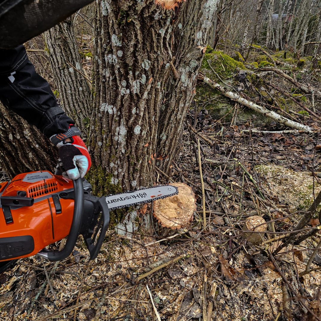 Sågning av träd med professionell maskin